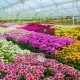 Las flores colombianas vuelven a conquistar el mundo: más de 60.000 toneladas exportadas para celebrar el Día de la Madre