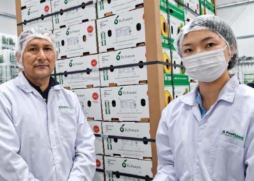 Corea del Sur autoriza el inicio de los envíos de palta Hass peruana durante el 2026