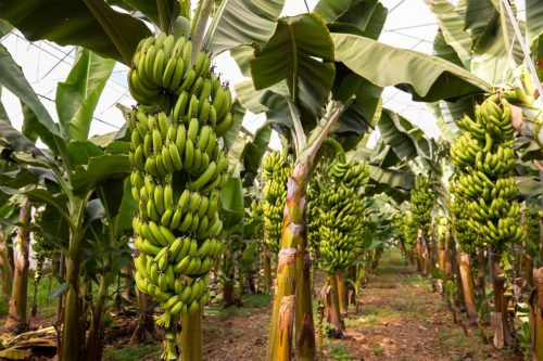 Gremios bananeros de Colombia impulsan alianza científica e internacional para enfrentar el Fusarium R4T