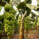 Gremios bananeros de Colombia impulsan alianza científica e internacional para enfrentar el Fusarium R4T