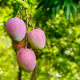 Escasez de mango convencional presiona aún más al segmento orgánico IQF