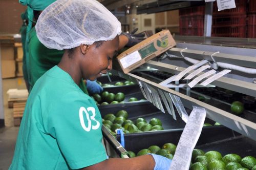 “Colombia se va a consolidar como el tercer mayor exportador de aguacate en el mundo”