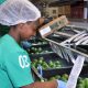 “Colombia se va a consolidar como el tercer mayor exportador de aguacate en el mundo”
