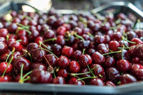 Industria de la cereza chilena: el problema no es el mercado, es el sistema