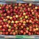 Arrancan huerto ilegal de cerezas Tip Top cv. en Longaví