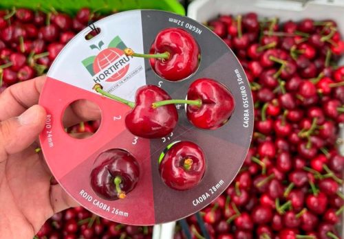 Hortifrut saldrá del negocio de las cerezas para enfocarse en berries en Chile