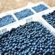 Agroexportaciones superan los US$ 3.000 millones al primer trimestre impulsadas por frutas frescas y café