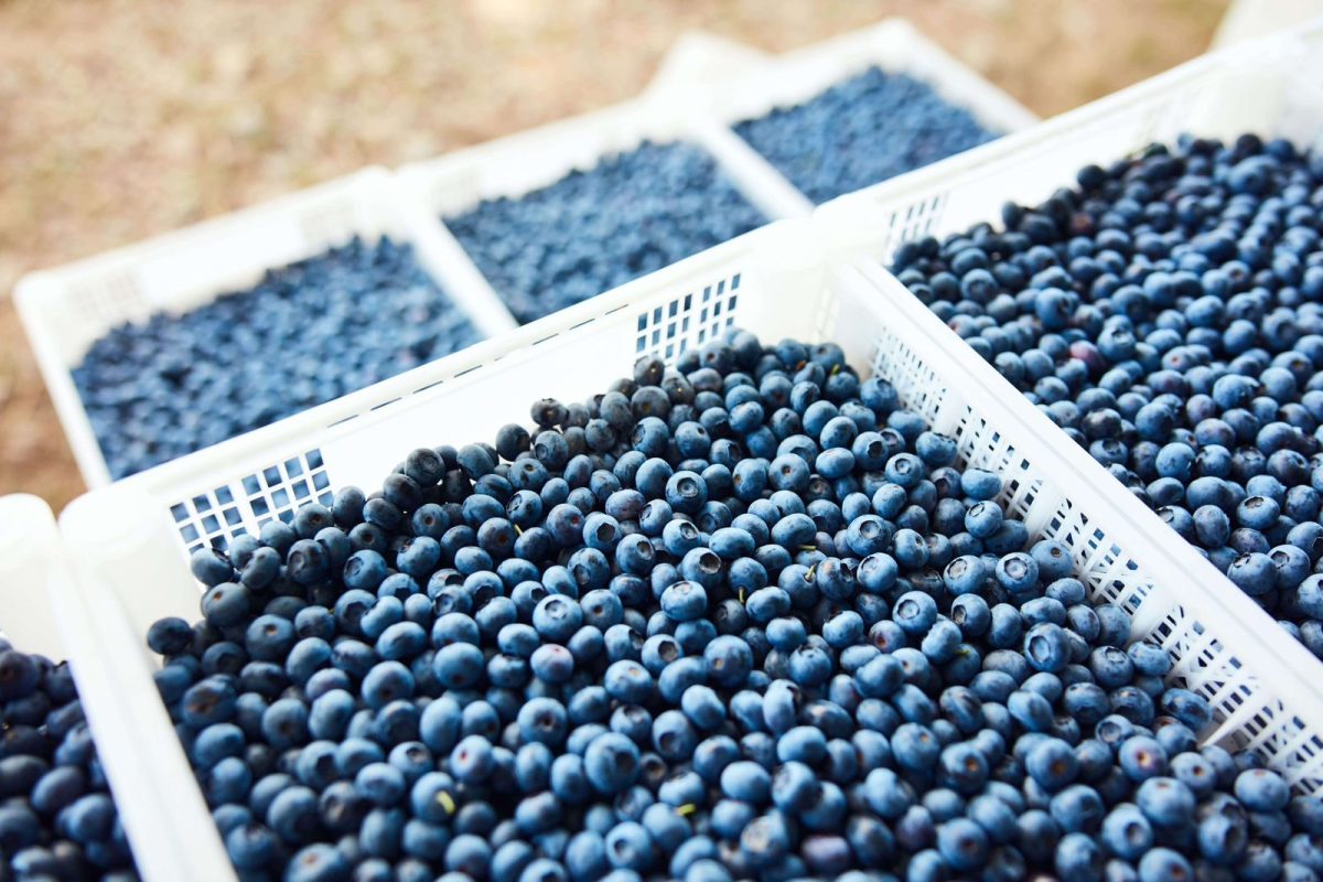 Agroexportaciones superan los US$ 3.000 millones al primer trimestre impulsadas por frutas frescas y café