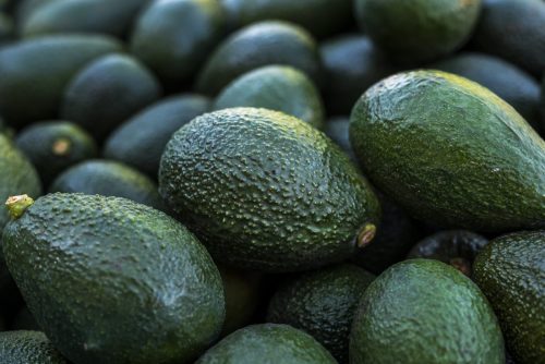 Mejor registro en 15 años: palta chilena cierra la temporada 2025/26 con 265 mil toneladas de producción