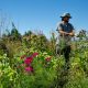 Bandas florales reducen drásticamente los plaguicidas contra el pulgón del melón