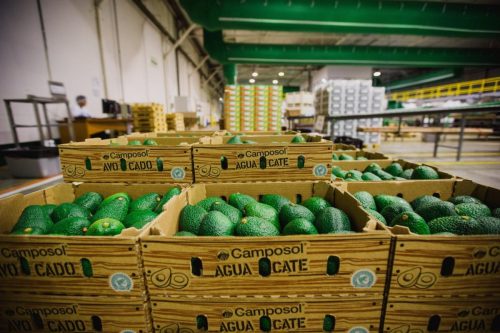 Agroexportaciones peruanas superan los US$ 3,899 millones en el primer cuatrimestre