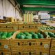Agroexportaciones peruanas superan los US$ 3,899 millones en el primer cuatrimestre