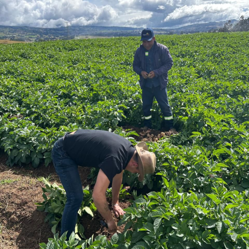 La papa genera más de 266.000 empleos y se consolida como un cultivo estratégico en Colombia