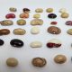 El retorno de un tesoro escondido: más de 200 variedades tradicionales de porotos vuelven a Chile
