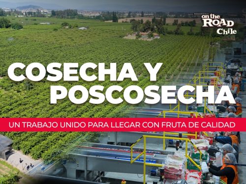 Cosecha y poscosecha: un trabajo unido para llegar con fruta de calidad
