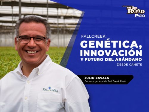 Fall Creek Perú: genética que impulsa el futuro del arándano
