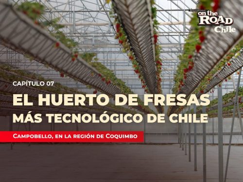 El huerto de fresas más tecnológico de Chile