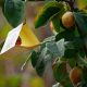 SAG activa campaña de erradicación de mosca de la fruta en Huasco tras nueva detección