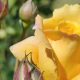 Secuencian el primer pangenoma del rosal: estudio podría impactar en el mejoramiento de sus flores