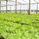 Influencia de la ventilación del invernadero en la esporulación y severidad del hongo Botrytis cinerea en un cultivo de lechuga