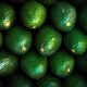 Proyecto de Paltas de Chile registra fauna nativa y monitorea CO₂ en cuatro regiones