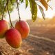 Ruta del Mango: la apuesta de Jalisco para unir turismo, gastronomía y exportación agrícola