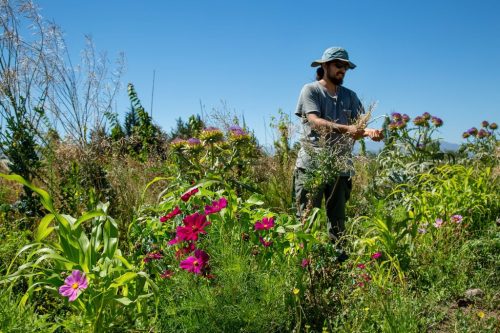 Bandas florales reducen drásticamente los plaguicidas contra el pulgón del melón