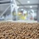 Inauguran la planta de procesamiento de avellano más austral del mundo
