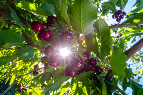 El efecto del clima sobre la calidad de las cerezas