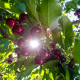 El efecto del clima sobre la calidad de las cerezas
