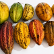 Identifican cuatro nuevos grupos genéticos de cacao nativo en el Perú