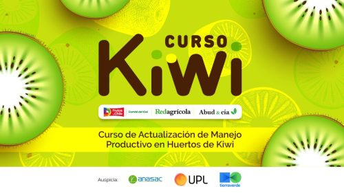 Exitoso primer curso de kiwi: las claves para el manejo del fruto del que todos están hablando en Chile