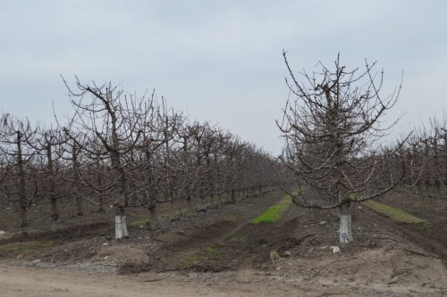 Taller sobre plataforma para manejo de receso invernal en cerezo