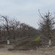 Taller sobre plataforma para manejo de receso invernal en cerezo