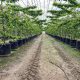 El potencial de los plásticos en fruticultura