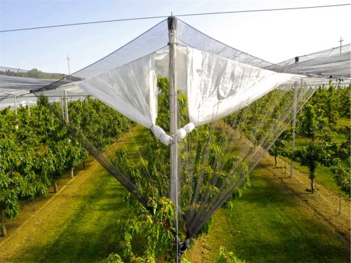 Cómo mejorar la calidad de la fruta en huertos techados