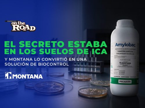 El secreto estaba en los suelos de Ica, y Montana lo convirtió en una solución de biocontrol