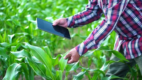 Aplicación móvil permite identificar soluciones agrícolas según cultivo, plaga o maleza