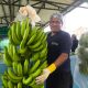 Perú realiza histórico primer envío de banano a China desde Lambayeque