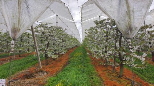 Consideraciones y avances técnicos para un manejo exitoso de cerezas bajo techos