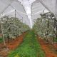 Consideraciones y avances técnicos para un manejo exitoso de cerezas bajo techos