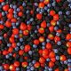 Con inteligencia artificial  y datos climáticos: buscarán reducir hasta en 60% el impacto de Drosophila suzukii