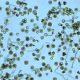 Bioestimulante desarrollado en Chile busca proteger al avellano de estrés ambiental y mejorar la calidad de sus flores