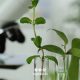 La biología habla y Veganic ha descodificado su lenguaje