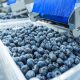 Agroexportación peruana: miles de negocios entran y salen, pero pocos alcanzan escala