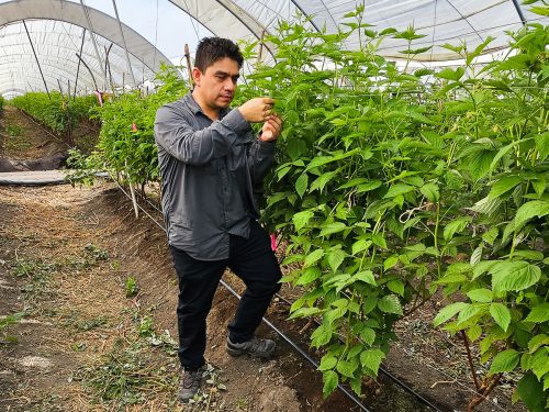Biosumma+: la apuesta botánica que desafía a la arañita roja y hongos foliares y abre paso a la agricultura regenerativa