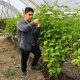 Biosumma+: la apuesta botánica que desafía a la arañita roja y hongos foliares y abre paso a la agricultura regenerativa