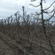 Primavera cálida y lluviosa desafiará a huertos de cerezos