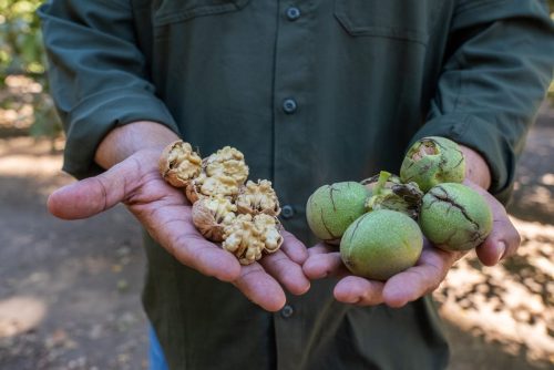 Menor producción, buena pulpa y el desafío de la condición externa