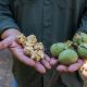 Menor producción, buena pulpa y el desafío de la condición externa